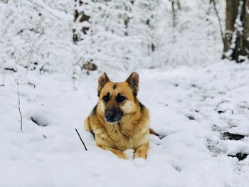 German shepherd resting on snow in the middle of a forest covered in snow