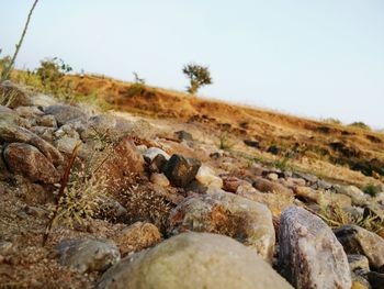 Close-up of rocks on landscape against clear sky