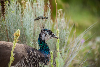 Close-up of a peacock