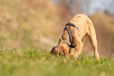 Dog looking away on field