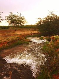 River flowing through forest