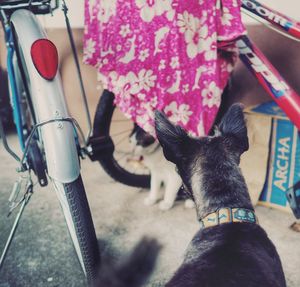 Low section of person with cat