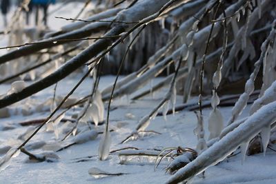 Snow on tree during winter