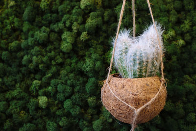 Close-up of plants in the forest