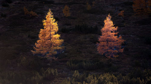 The sun illuminates two autumn-colored larch trees