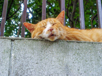 Close-up portrait of a cat on wall