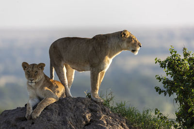 A lioness and her cub scans the surroundings from a mound of earth