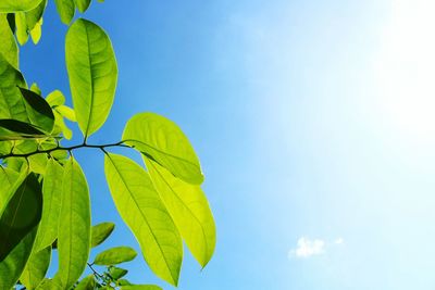 Green leaf on sky sunny and cloud