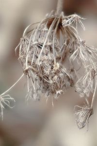 Dry plant seeds in the sunlight