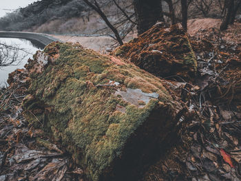 Close-up of moss on tree trunk