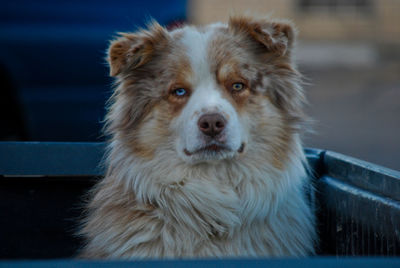 Close-up portrait of dog