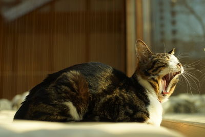 Big yawing old tabby cat