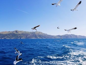 Seagulls flying over sea against clear sky