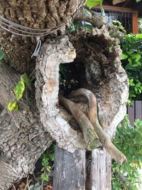 Close-up of tree trunk