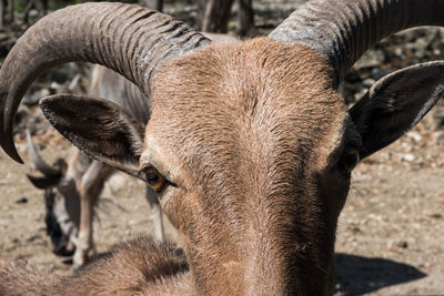 Animal close up