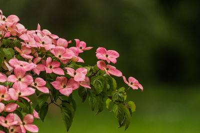 Close-up of pink flowering plant