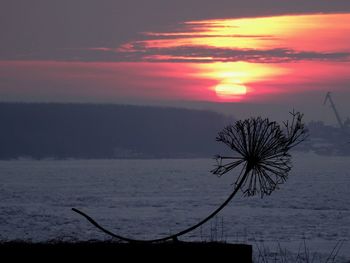 Silhouette tree by sea against sky during sunset