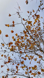 Low angle view of flowering tree against sky