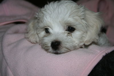 Portrait of cute puppy relaxing on bed