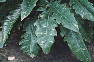 Close-up of raindrops on leaves