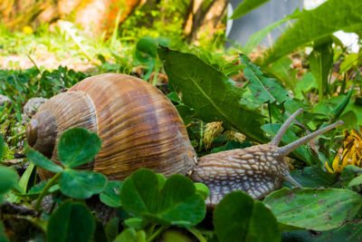 Close-up of snail on plant