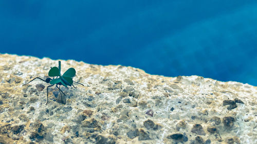 Close-up of a turtle in the sea