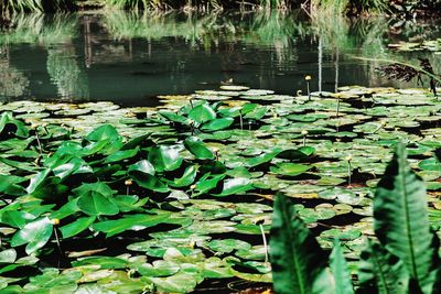 Water lilies and leaves floating on lake