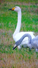 Close-up of white duck on grass