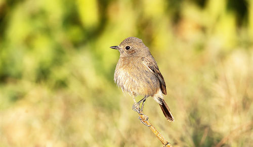 Close-up of bird perching on plant