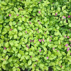 Ivy growing on plant