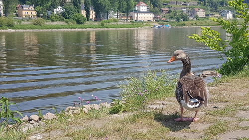 Duck swimming in lake