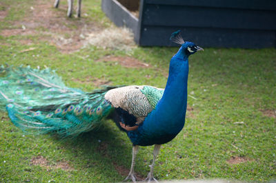 Side view of a peacock