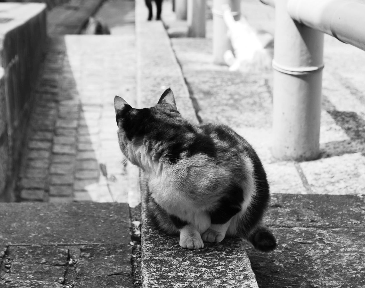 animal themes, one animal, pets, domestic cat, domestic animals, mammal, cat, feline, focus on foreground, whisker, sitting, one person, walking, outdoors, day, retaining wall, street, standing, black color, rear view