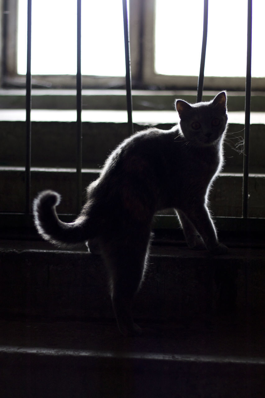 CAT ON WINDOW