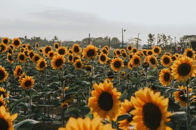 View of sunflowers on field