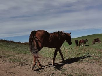 Horse standing in a field