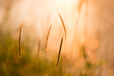 Close-up of crops on field during sunset