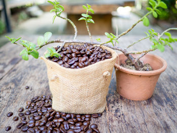 Close-up of potted plant on table