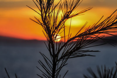 Close-up of wheat plant against sky during sunset