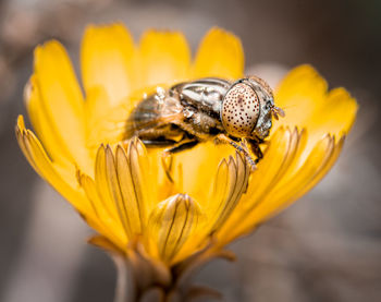 Close-up of bee pollinating on yellow flower