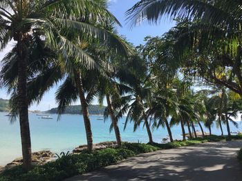 Palm trees at beach against sky