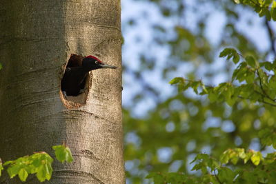 Close-up of bird perching on tree trunk