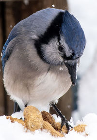 Close-up of bird perching on snow