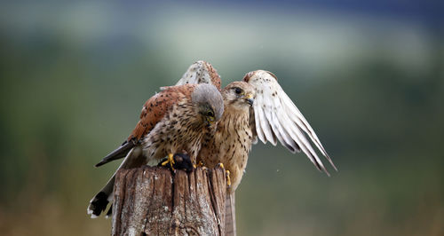 Male and female kestrel squabbling over a mouse