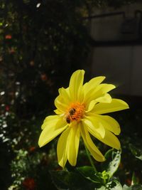 Close-up of bee pollinating yellow flower