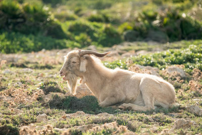 Goat relaxing on landscape