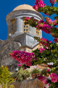 Low angle view of pink flowering plant against building