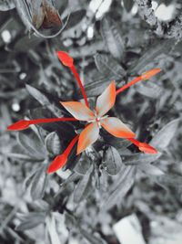 Close-up of orange leaves during winter