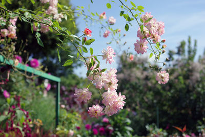 Close-up of flowering plant