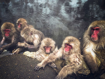 Monkeys in a water